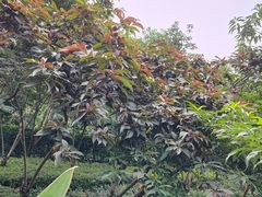 -重庆彩云湖湿地公园