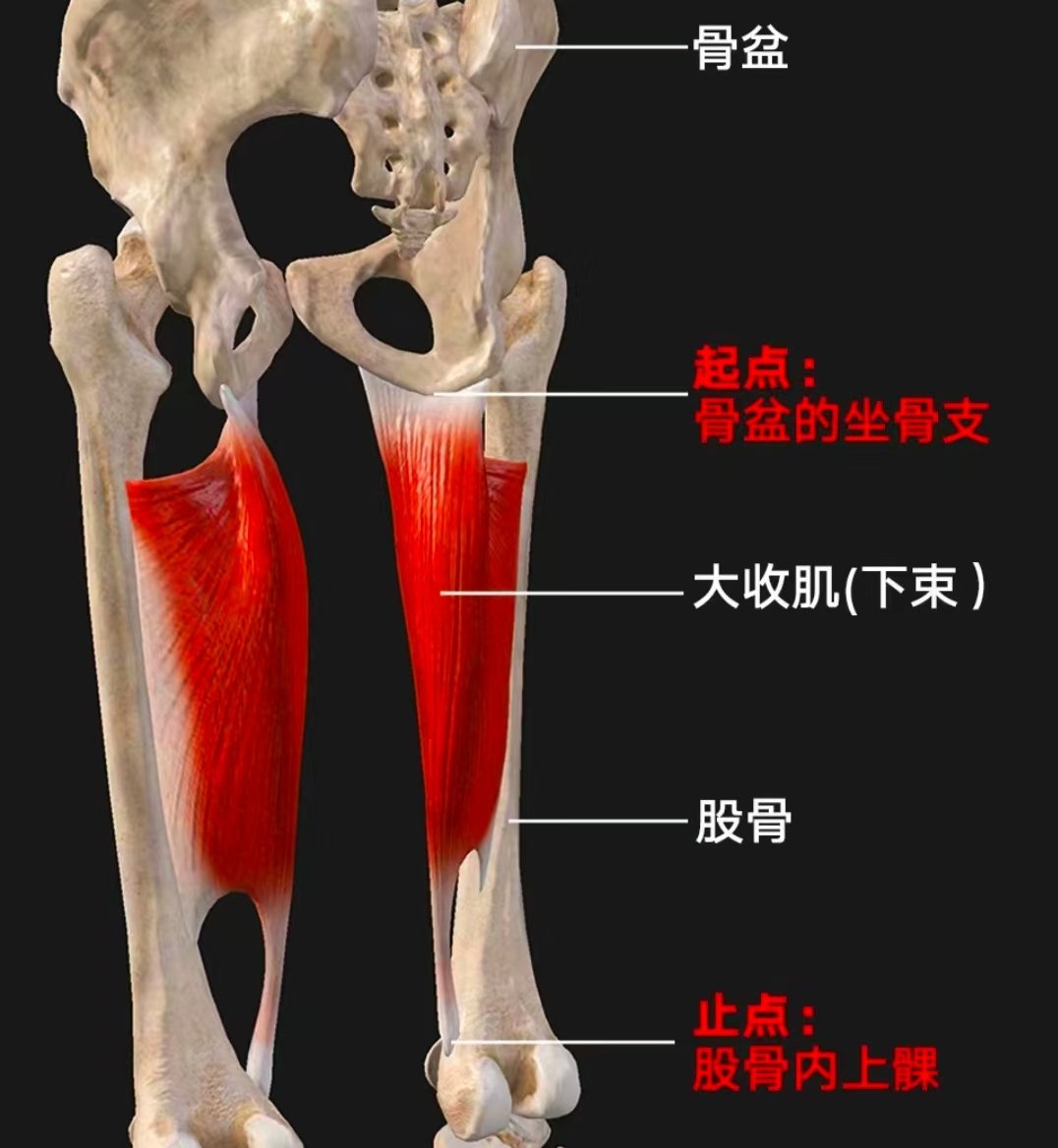 股骨内收肌结节图片