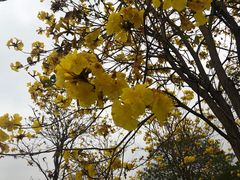 -天适樱花悠乐园