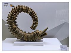 -贝壳王国博物馆