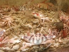 android_upload_pic-珍宝轩海鲜火锅(碧湖大厦店)