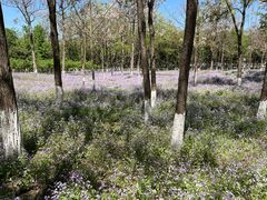 -大兴滨河森林公园