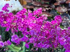 -溪岸路花鸟市场