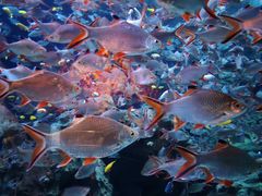 -成都浩海立方海洋公园