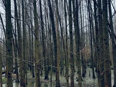 -桤木河湿地公园