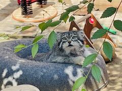 -青藏高原野生动物园