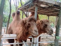 -长白岛森林公园