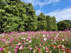 -上海共青森林公园