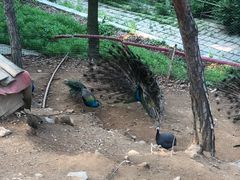 -金石滩蓝莓谷庄园