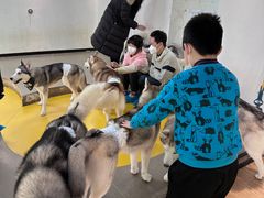 -Husky Go! 哈士奇体验馆·宠物咖啡厅狗咖