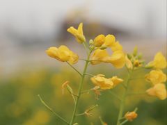 -中国天府农业博览园