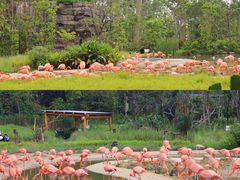 -新加坡飞禽公园