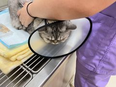 -瑞派康怡24h宠物医院·犬猫医疗中心·微创绝育(瑞景分院)