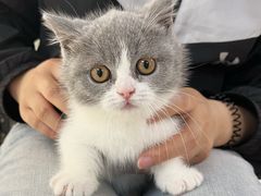 -lincat·猫舍(广州店)