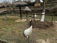 -上海野生动物园