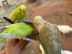 -西霞口神雕山野生动物世界