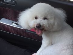 -八公叔叔宠物美容连锁(春申店)