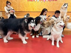 -和它·交个朋友·狗咖猫咖(爱琴海店)