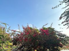 -中国科学院西双版纳热带植物园