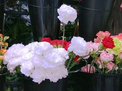 -循礼门鲜花花市(武汉循礼门店)