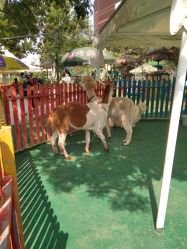 -萌宠亲子动物乐园(槐房万达店)