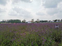 -光明小镇欢乐田园
