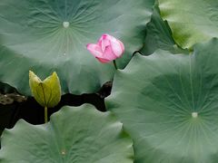 -荔湾湖公园