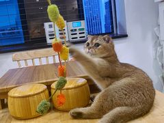 -楼上猫咖(罗湖店)
