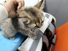 -伟伟宠物医院·CT影像中心·瑞派犬猫综合性门诊(汉口总院)