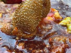 鲜毛肚-飘香火锅(玉林西路店)
