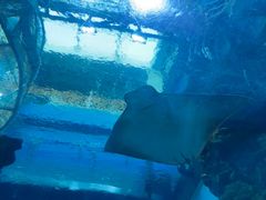 -乐从天佑城海洋馆