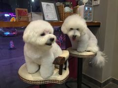 -MOLLY'S萌宠生活馆