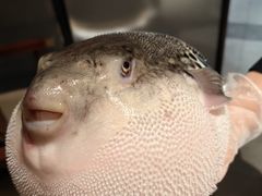 -鲐赏河豚(长寿店)