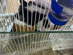 -曲阳花鸟市场(曲阳路店)