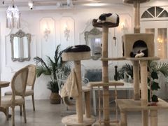 大堂-共舞时光猫咖·狗咖(新街口店)