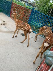 -萌宠亲子动物乐园(槐房万达店)