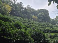 -十八棵（老龙井）御茶园(老龙井店)