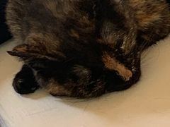 -Sirena海妖日咖夜酒