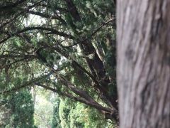 -旅顺留声机博物馆