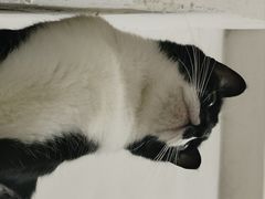 -千城康桥宠物医院·猫科·骨科·心脏