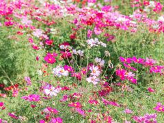 -径山花海