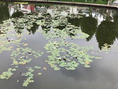 -雁滩公园