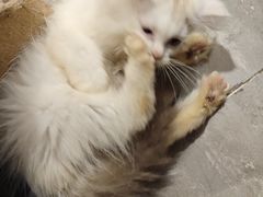 -楼上猫咖(罗湖店)