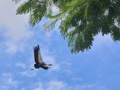 -广州长隆飞鸟乐园