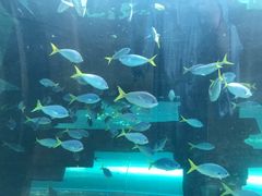 -悉尼海洋生物水族馆