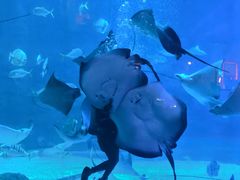 -烟台海昌鲸鲨海洋公园