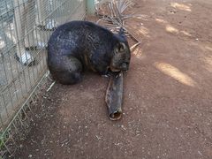 -费瑟代尔野生动物园