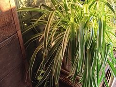 -慢丽江·云南野生菌土鸡锅(西山店)