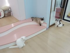 -1013 PET SHOP 宠物商店(近铁城市广场店)