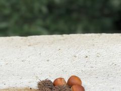 -终南山国家森林公园